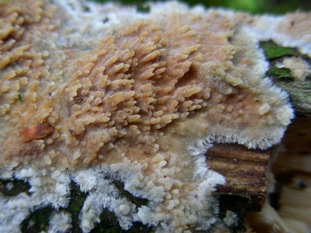 Da determinare...!!! (Radulomyces molaris)